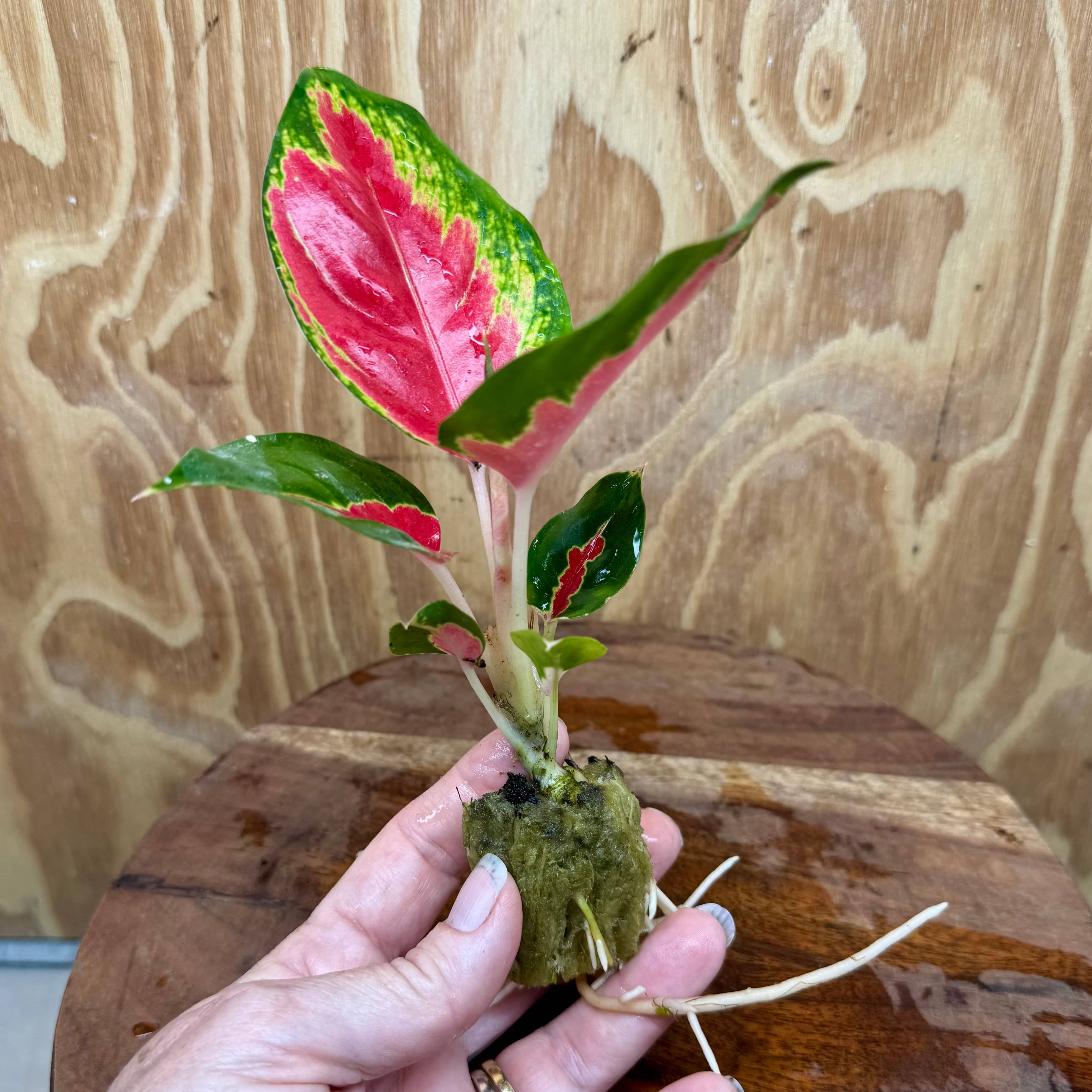 Scapeshop.com.au Terrarium Plant Thailand Red Aglaonema Plug Buy Thailand Red Aglaonema Terrarium Plant from Scapeshop Australia