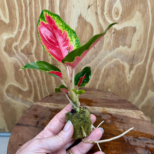 Scapeshop.com.au Terrarium Plant Thailand Red Aglaonema Plug Buy Thailand Red Aglaonema Terrarium Plant from Scapeshop Australia