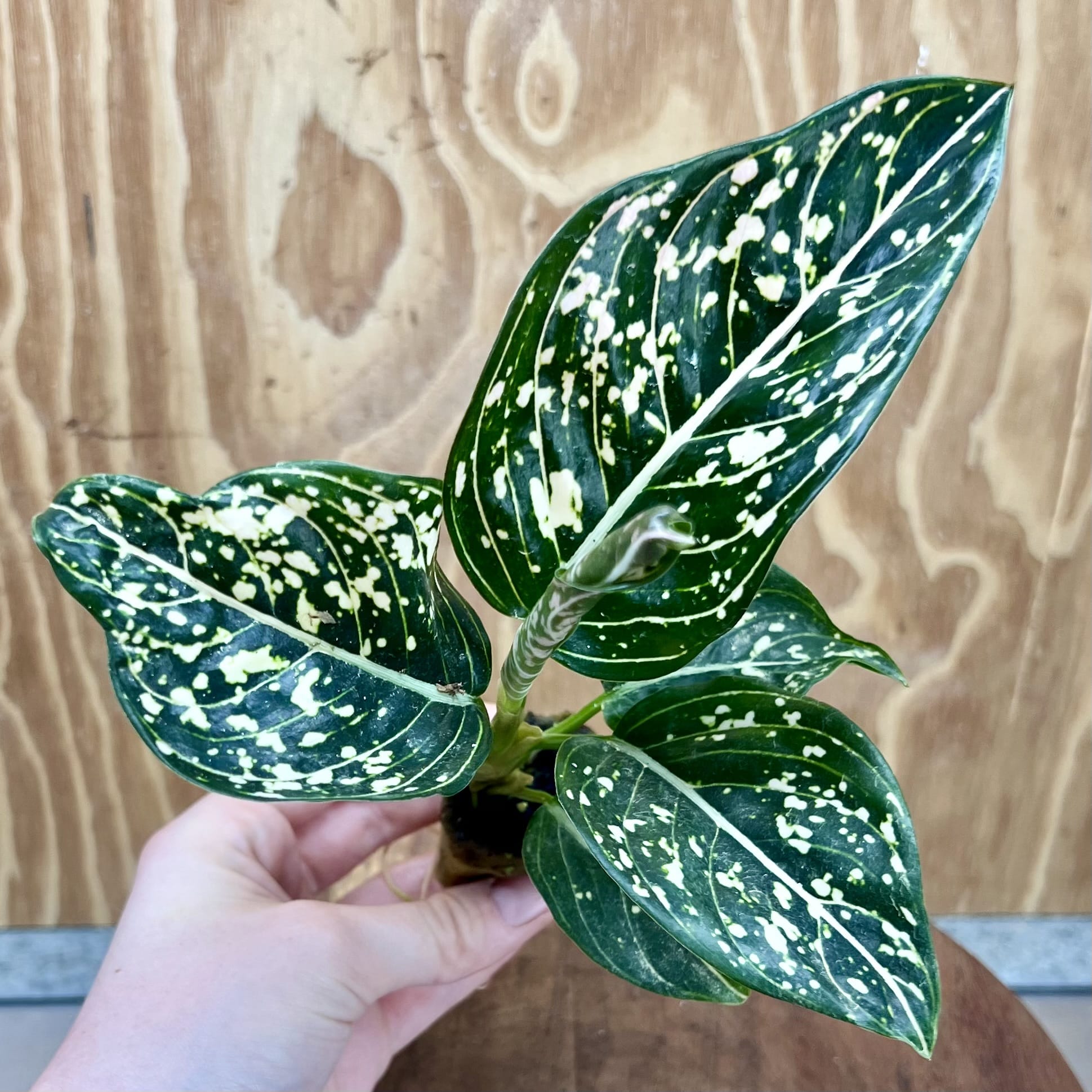 Scapeshop.com.au Terrarium Plant Tom's Pride Aglaonema Plug Buy Tom's Pride Aglaonema Terrarium Plant from Scapeshop Australia