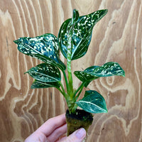 Scapeshop.com.au Terrarium Plant Tom's Pride Aglaonema Plug Buy Tom's Pride Aglaonema Terrarium Plant from Scapeshop Australia