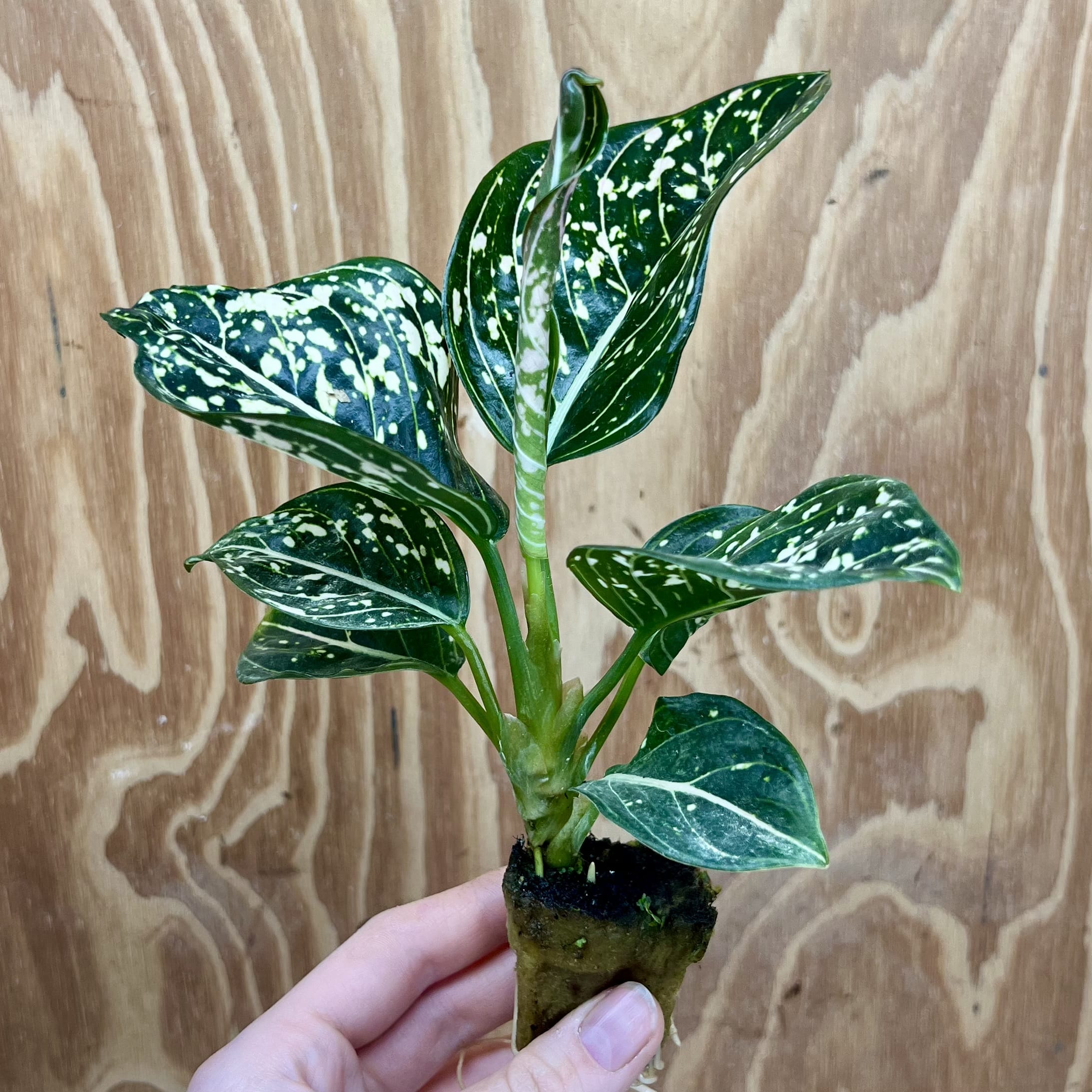 Scapeshop.com.au Terrarium Plant Tom's Pride Aglaonema Plug Buy Tom's Pride Aglaonema Terrarium Plant from Scapeshop Australia