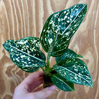 Scapeshop.com.au Terrarium Plant Tom's Pride Aglaonema Plug Buy Tom's Pride Aglaonema Terrarium Plant from Scapeshop Australia