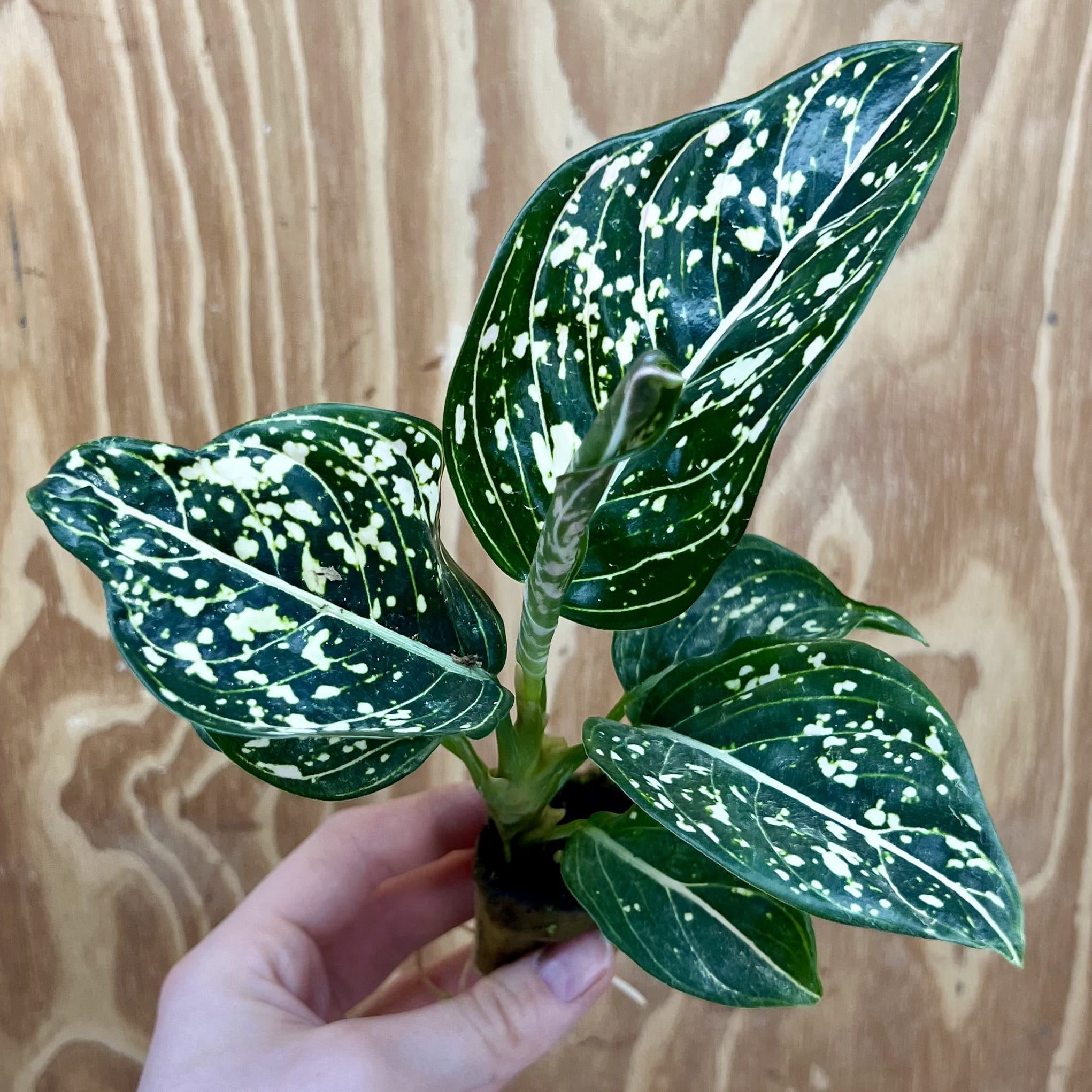 Scapeshop.com.au Terrarium Plant Tom's Pride Aglaonema Plug Buy Tom's Pride Aglaonema Terrarium Plant from Scapeshop Australia