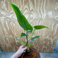 Scapeshop.com.au Terrarium Plant White Princess Philodendron 5cm Pot Buy White Princess Philodendron Terrarium Plant  Scapeshop Australia