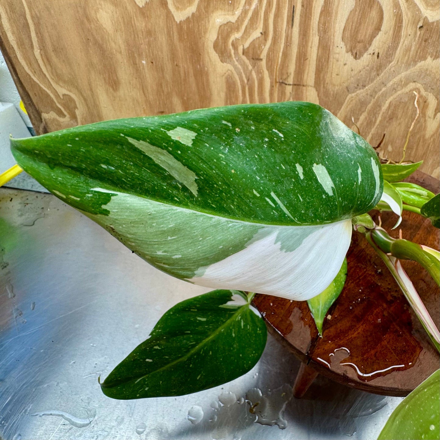 Scapeshop.com.au Terrarium Plant White Princess Philodendron 5cm Pot Buy White Princess Philodendron Terrarium Plant  Scapeshop Australia