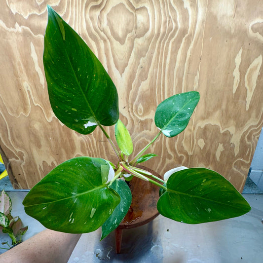 Scapeshop.com.au Terrarium Plant White Princess Philodendron 5cm Pot Buy White Princess Philodendron Terrarium Plant  Scapeshop Australia