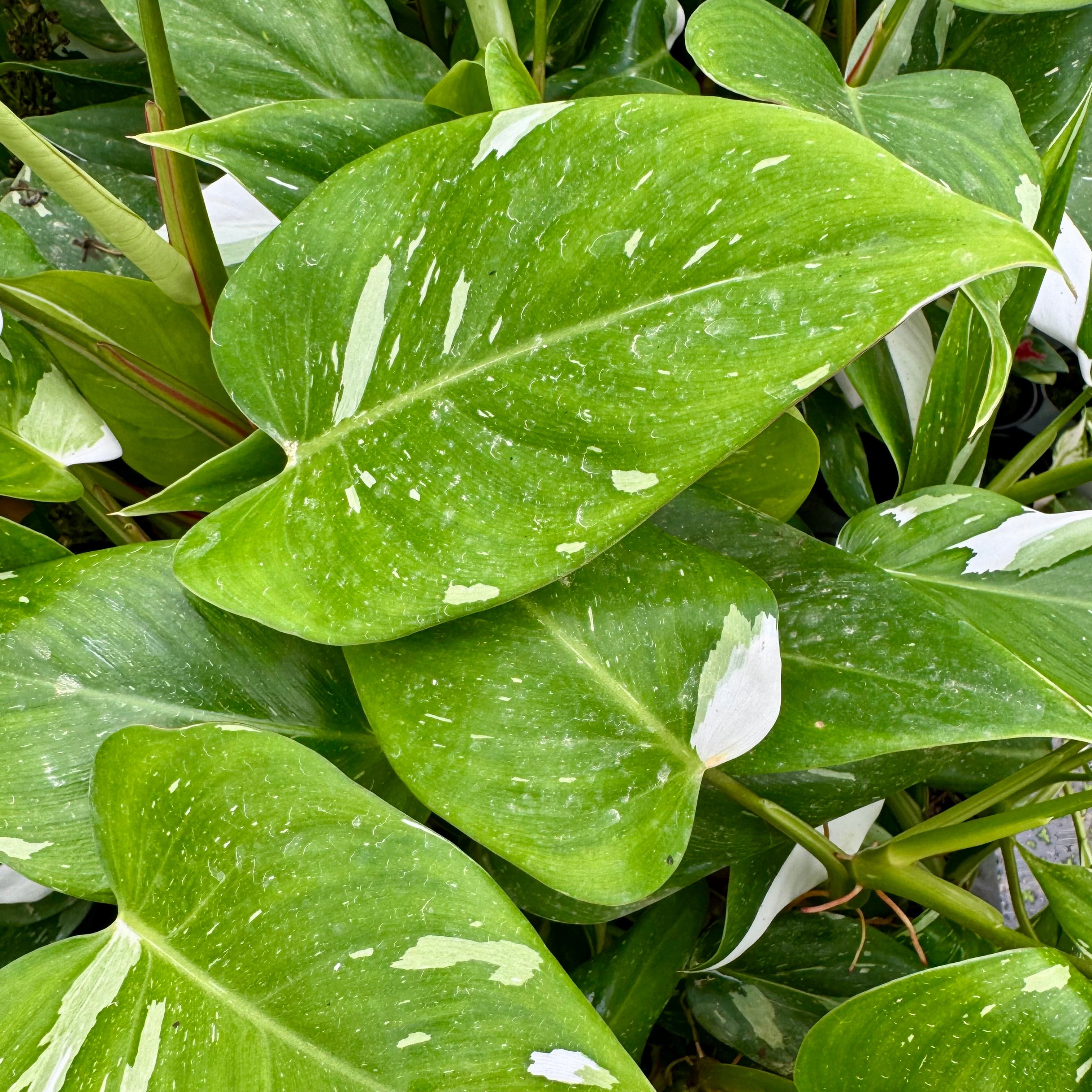 Scapeshop.com.au Terrarium Plant White Princess Philodendron 5cm Pot Buy White Princess Philodendron Terrarium Plant  Scapeshop Australia