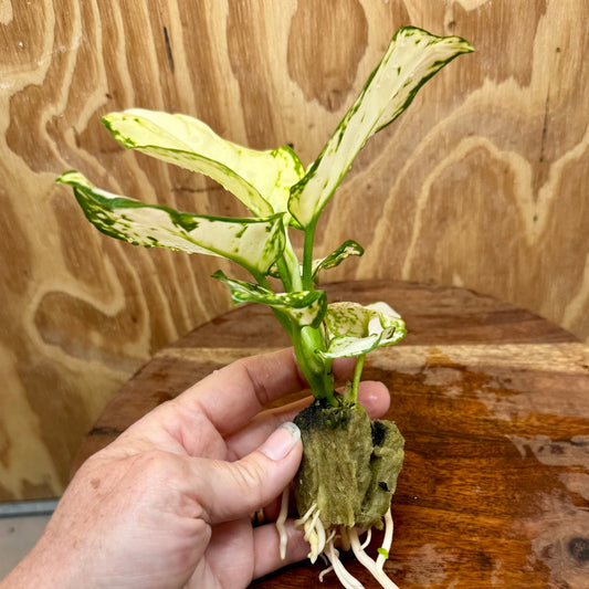 Scapeshop.com.au Terrarium Plant White Valentine Aglaonema Plug Buy White Valentine Aglaonema Terrarium Plant from Scapeshop Australia