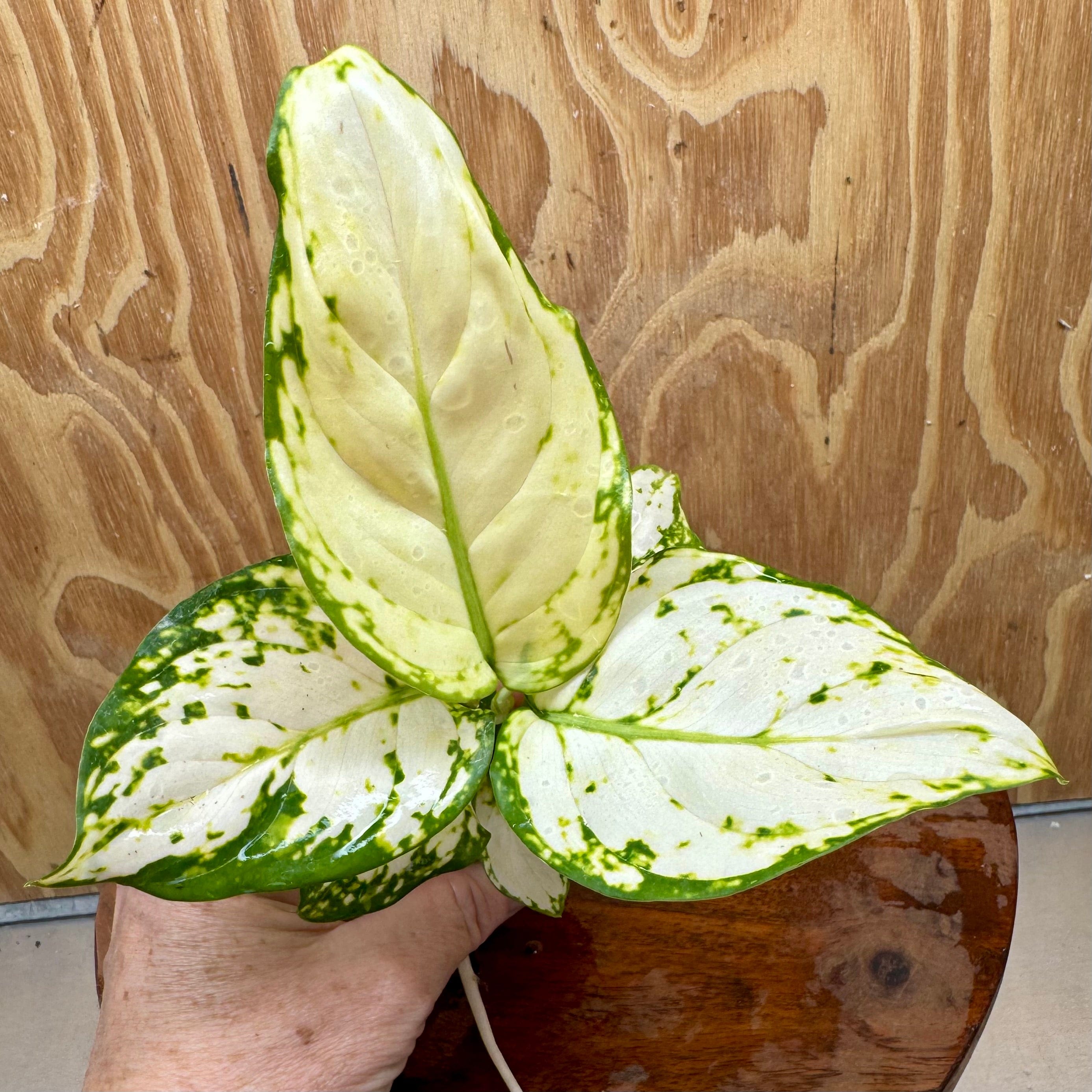 Scapeshop.com.au Terrarium Plant White Valentine Aglaonema Plug Buy White Valentine Aglaonema Terrarium Plant from Scapeshop Australia