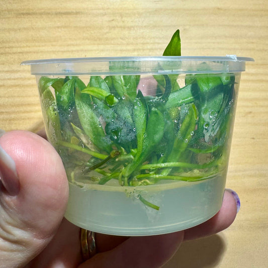Pisces Enterprises Tissue Culture Echinodorus Bolivianus (Rusby) Holm Tissue Culture