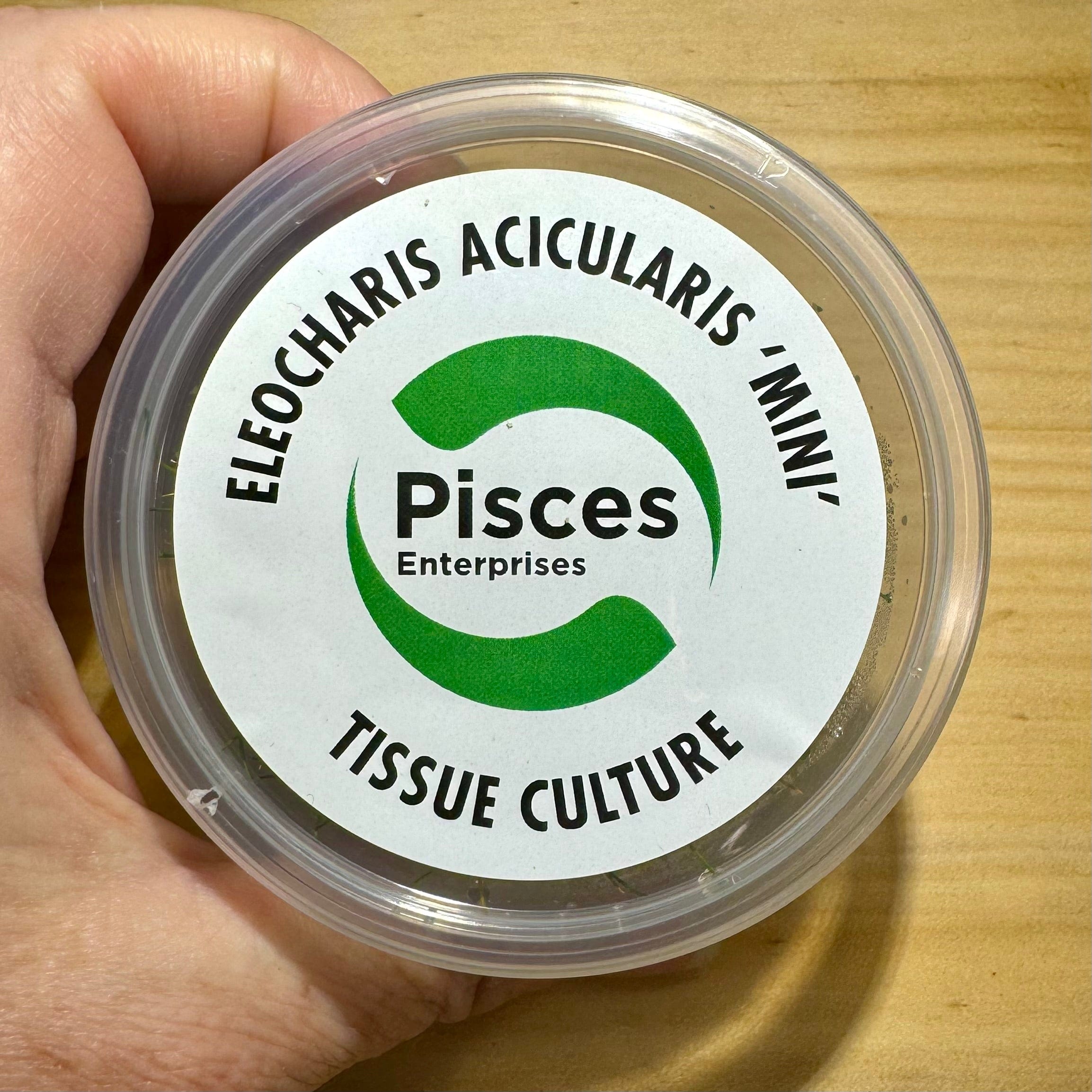 Pisces Enterprises Tissue Culture Eleocharis Acicularis 'mini' Tissue Culture