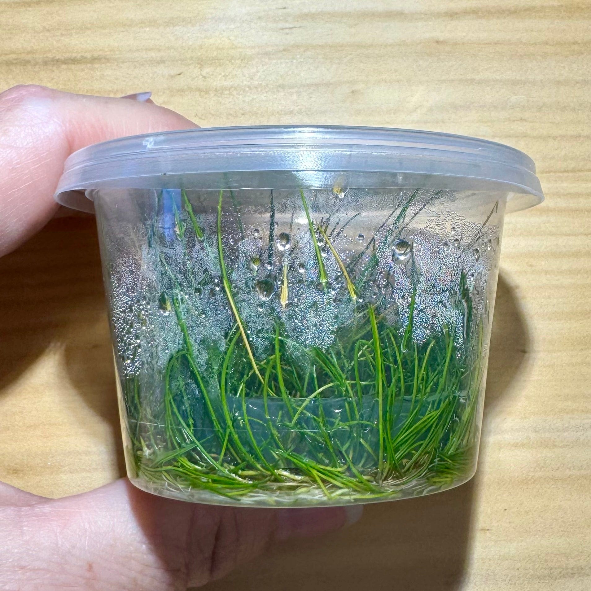 Pisces Enterprises Tissue Culture Eleocharis Acicularis 'mini' Tissue Culture