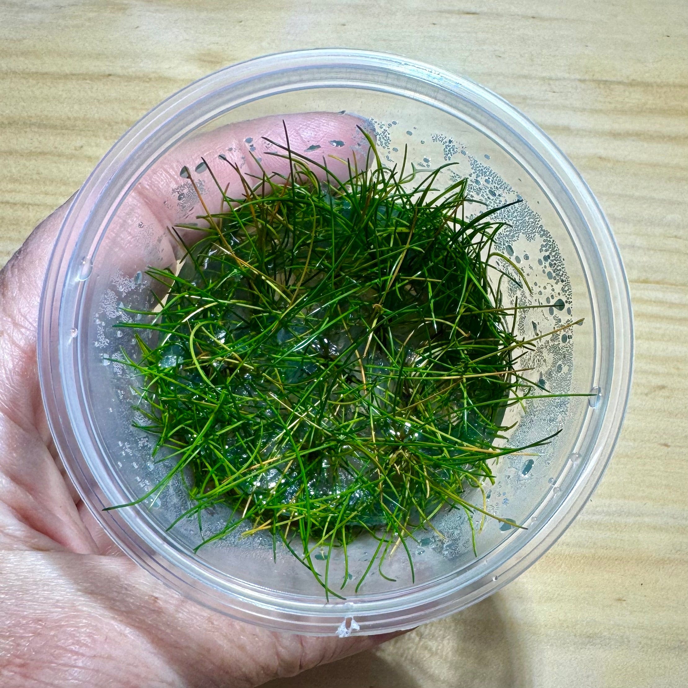 Pisces Enterprises Tissue Culture Eleocharis Acicularis 'mini' Tissue Culture