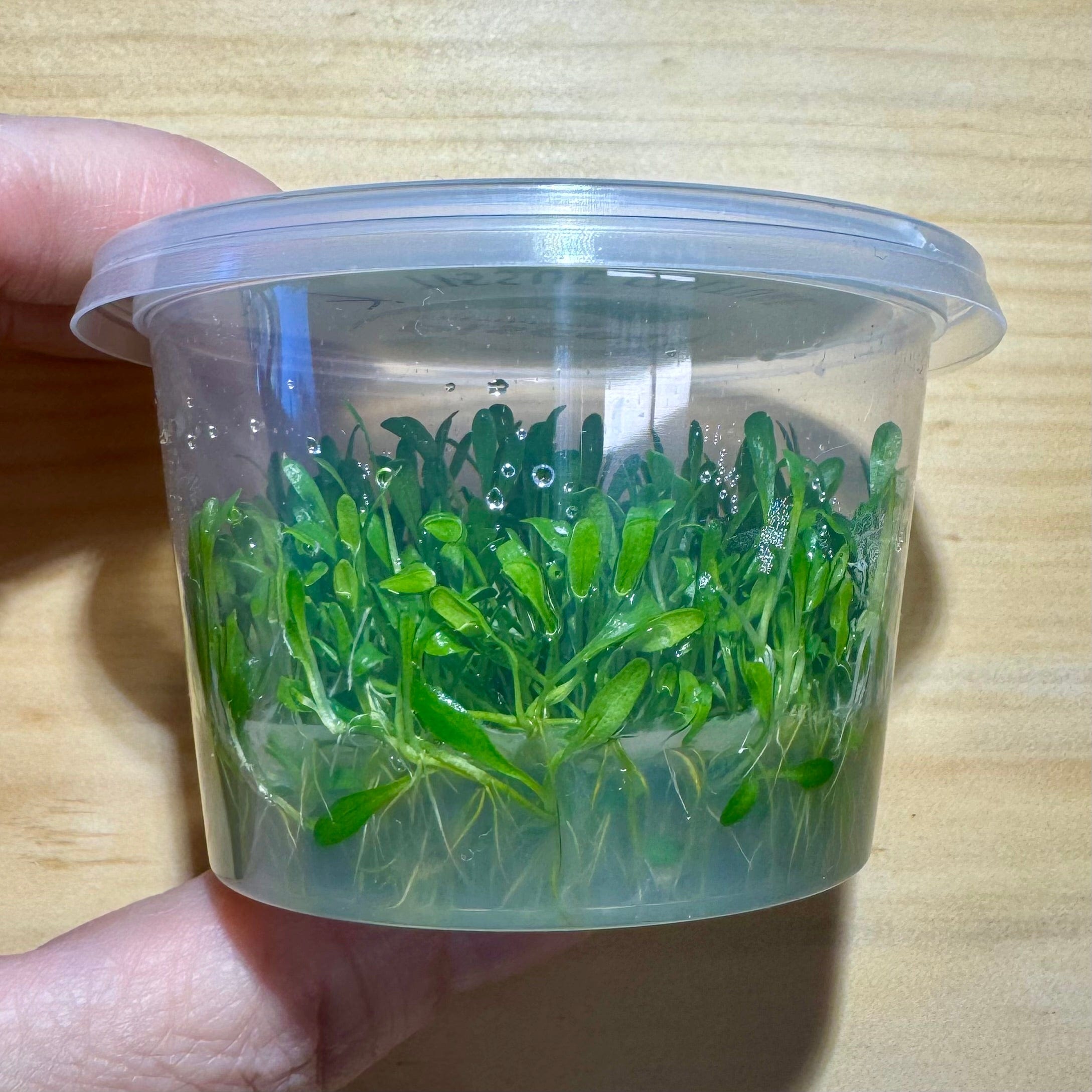 Pisces Enterprises Tissue Culture Glossostigma elatinoides Tissue Culture