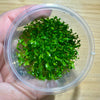 Pisces Enterprises Tissue Culture Glossostigma elatinoides Tissue Culture