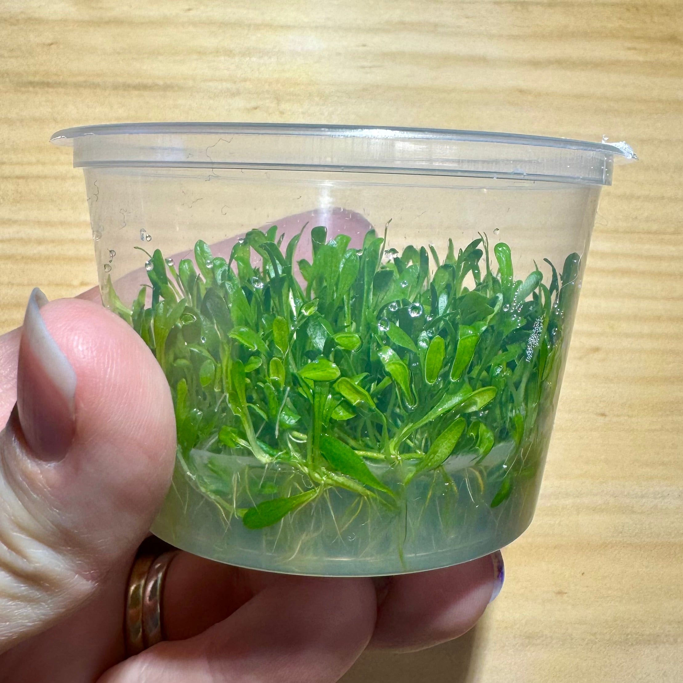 Pisces Enterprises Tissue Culture Glossostigma elatinoides Tissue Culture