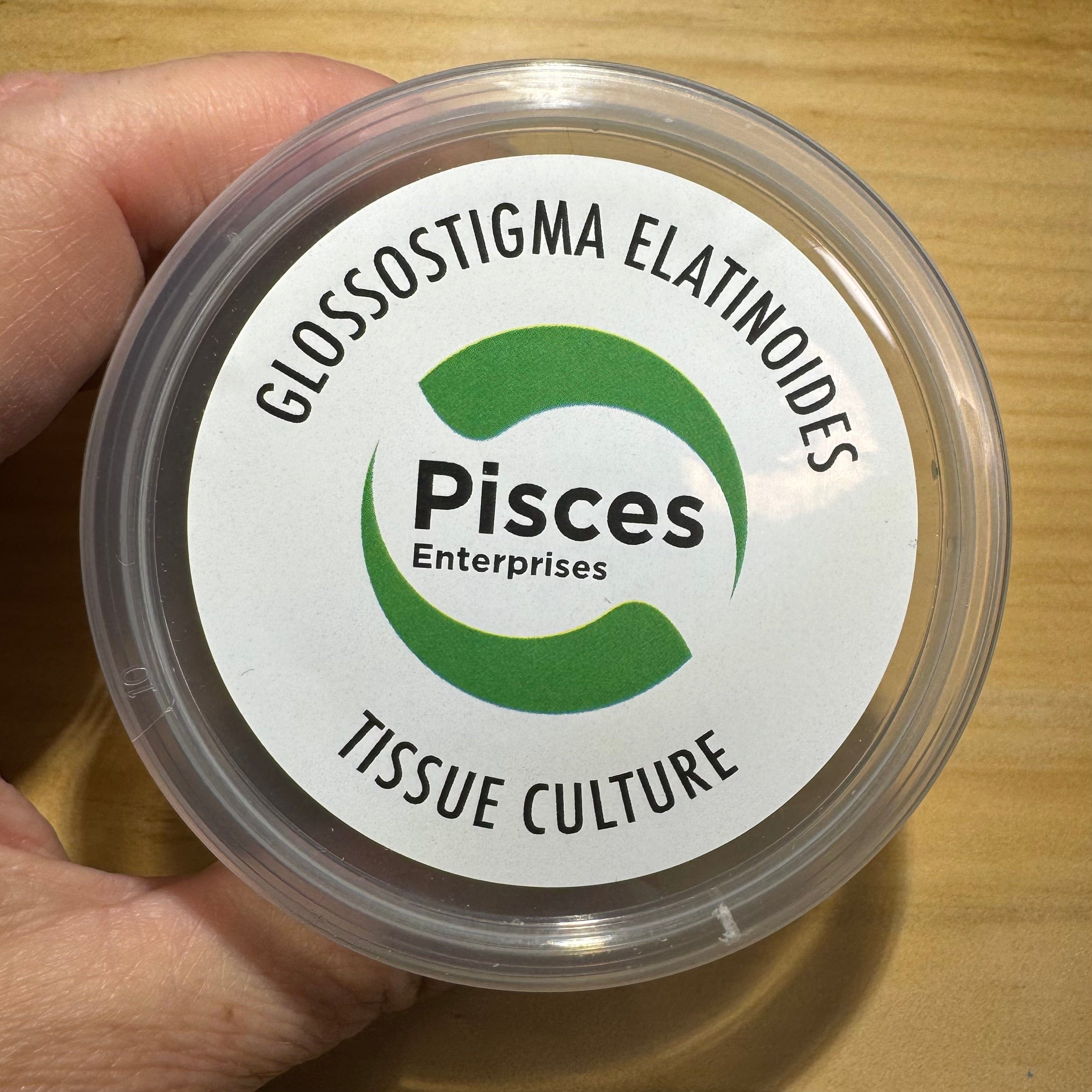 Pisces Enterprises Tissue Culture Glossostigma elatinoides Tissue Culture