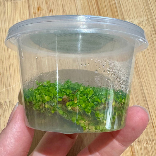 Pisces Enterprises Tissue Culture Hemianthus callitrichoides Tissue Culture"Cuba" Hemianthus callitrichoides Tissue Culture"Cuba"