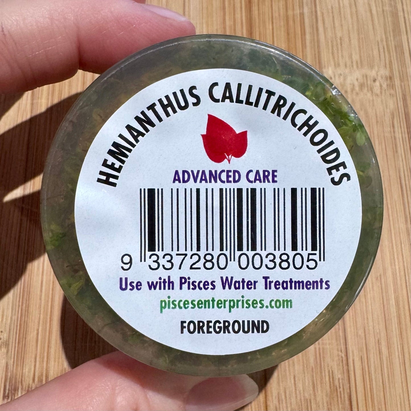 Pisces Enterprises Tissue Culture Hemianthus callitrichoides Tissue Culture"Cuba" Hemianthus callitrichoides Tissue Culture"Cuba"