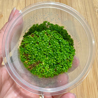 Pisces Enterprises Tissue Culture Hemianthus callitrichoides Tissue Culture"Cuba" Hemianthus callitrichoides Tissue Culture"Cuba"