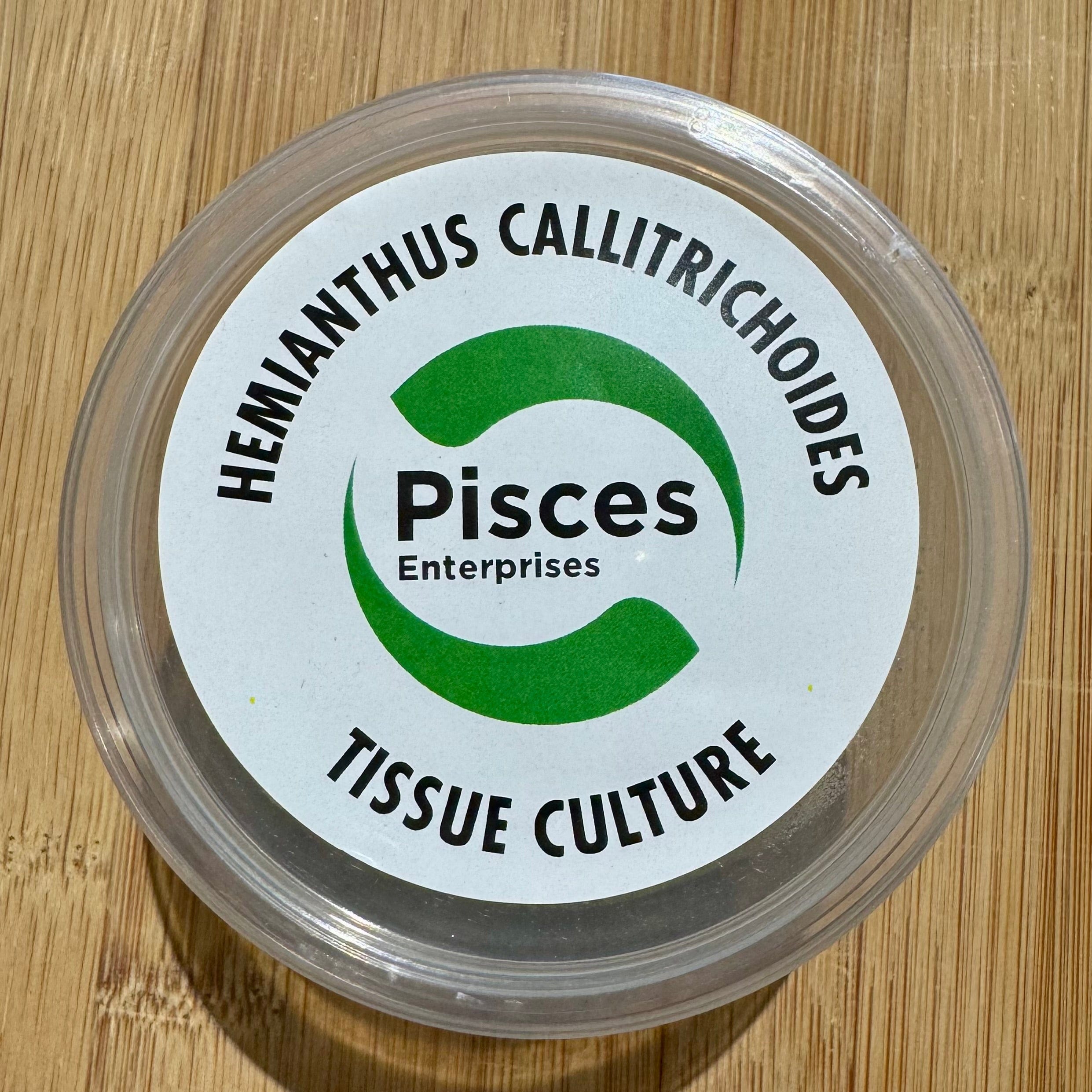Pisces Enterprises Tissue Culture Hemianthus callitrichoides Tissue Culture"Cuba" Hemianthus callitrichoides Tissue Culture"Cuba"