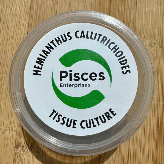 Pisces Enterprises Tissue Culture Hemianthus callitrichoides Tissue Culture"Cuba" Hemianthus callitrichoides Tissue Culture"Cuba"