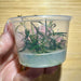 Pisces Enterprises Tissue Culture Hygrophila lancea ‘Araguaia’ Tissue Culture