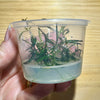 Pisces Enterprises Tissue Culture Hygrophila lancea ‘Araguaia’ Tissue Culture