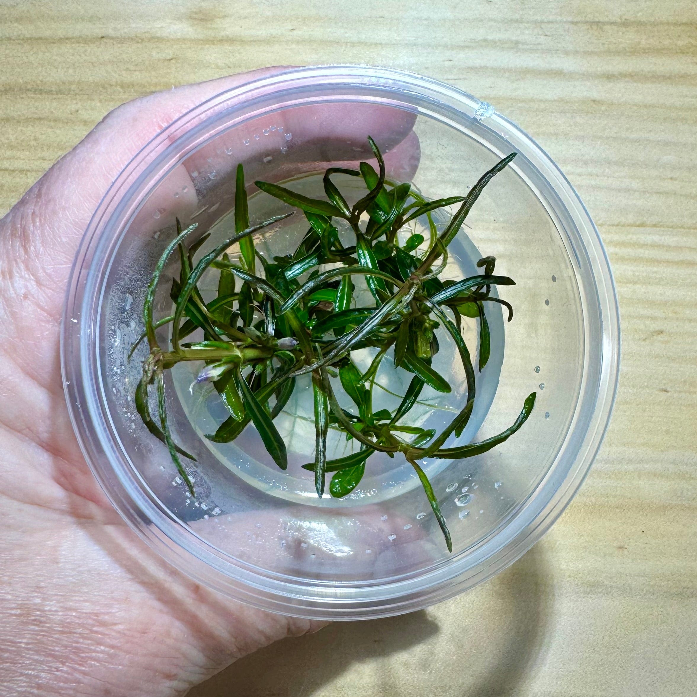 Pisces Enterprises Tissue Culture Hygrophila lancea ‘Araguaia’ Tissue Culture