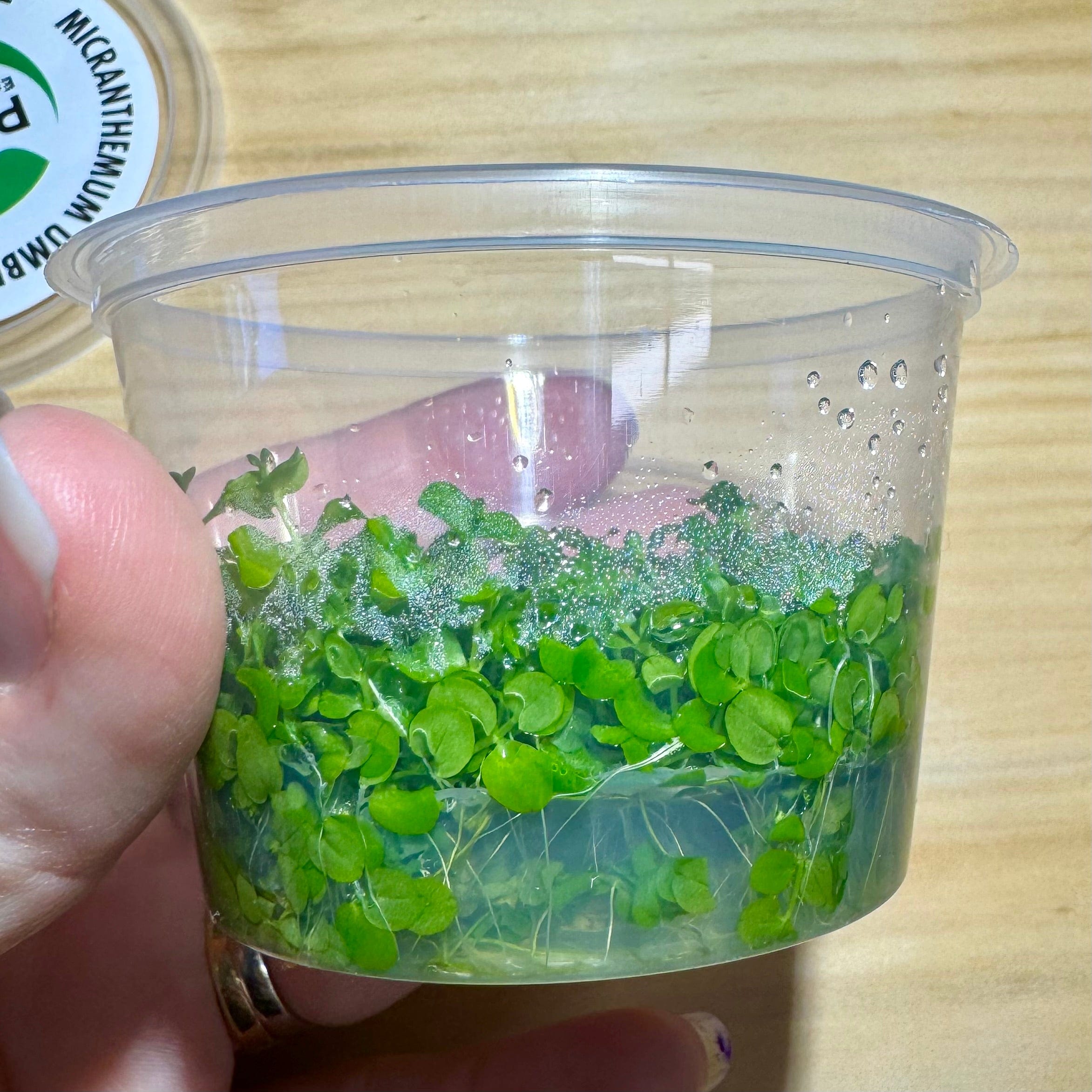 Pisces Enterprises Tissue Culture Micranthemum 'Monte Carlo' Tissue Culture