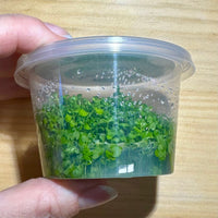 Pisces Enterprises Tissue Culture Micranthemum Umbrosum “Takashi Carpet” Tissue Culture