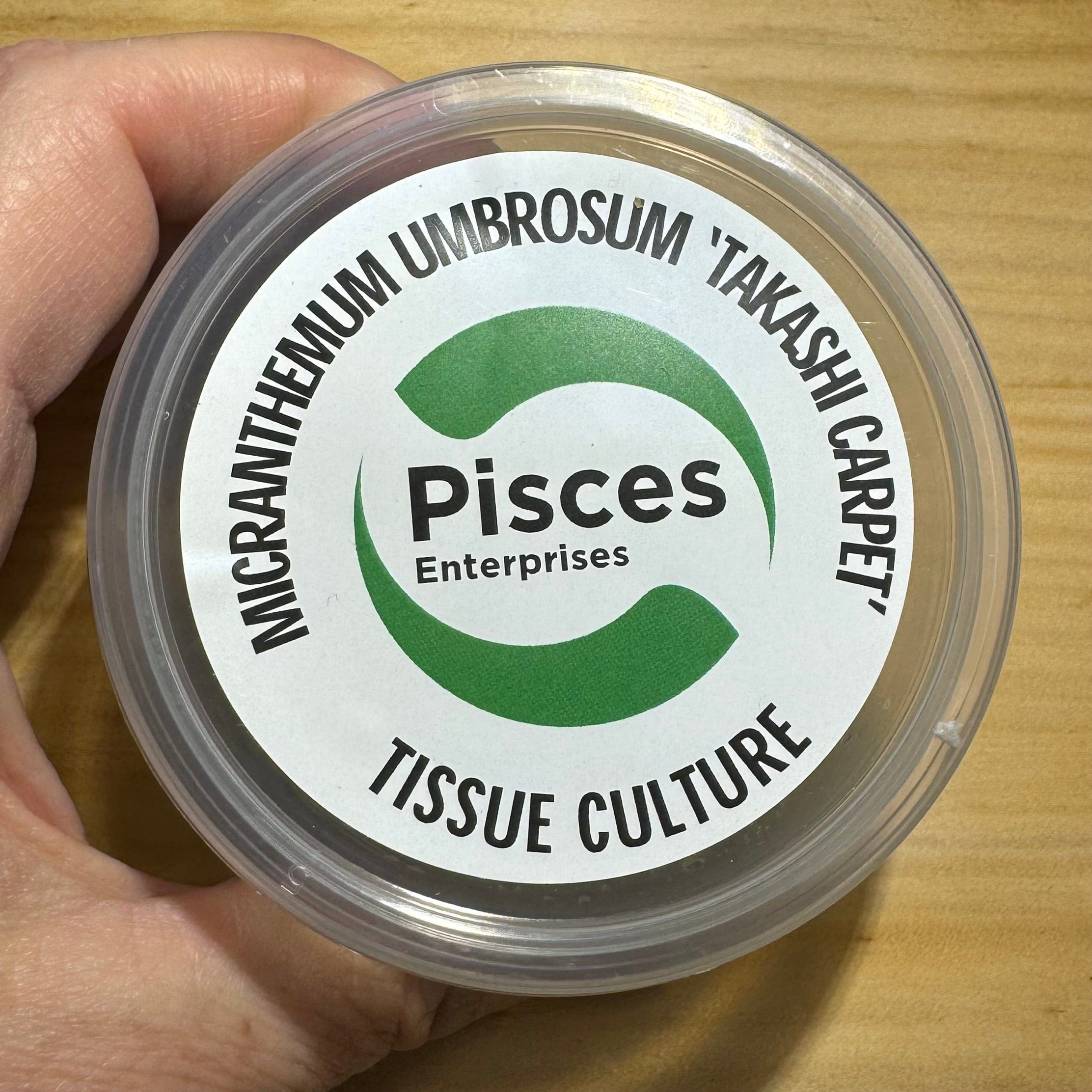 Pisces Enterprises Tissue Culture Micranthemum Umbrosum “Takashi Carpet” Tissue Culture