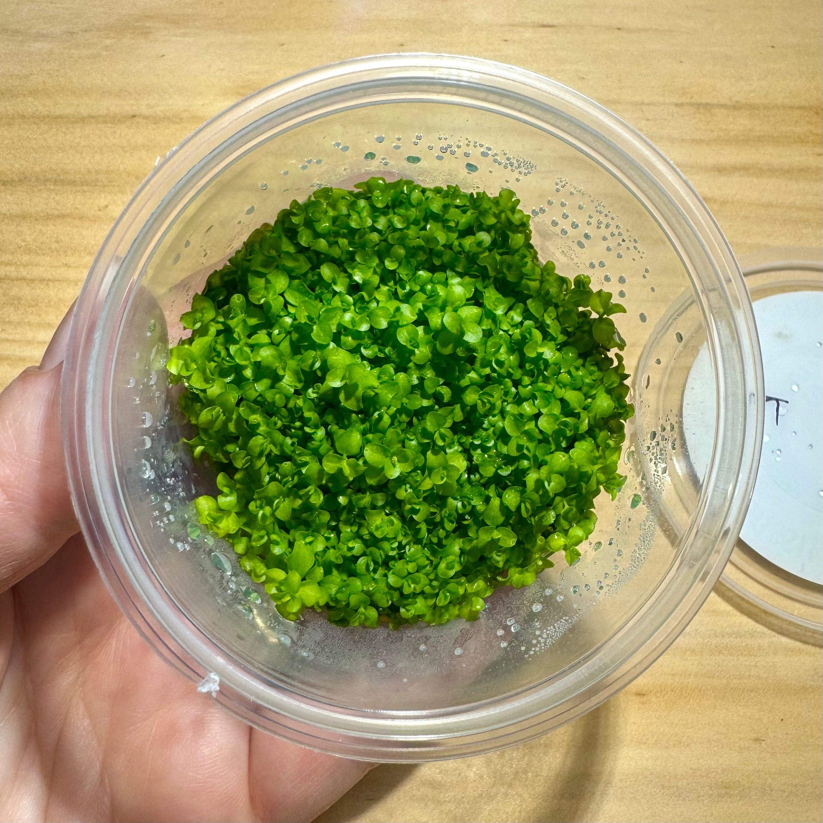 Pisces Enterprises Tissue Culture Micranthemum Umbrosum “Takashi Carpet” Tissue Culture