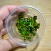 Pisces Enterprises Tissue Culture Rotala rotundifolia ‘Colorata’ Tissue Culture