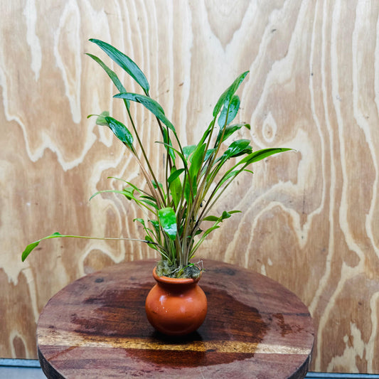 Scapeshop.com.au Vase Cryptocoryne Lutea Terracotta Vase Buy Aquarium Plants from our farm - Crypt Lutea Terracotta Vase