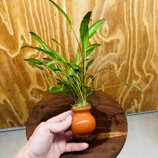 Scapeshop.com.au Vase Cryptocoryne Lutea Terracotta Vase Buy Aquarium Plants from our farm - Crypt Lutea Terracotta Vase