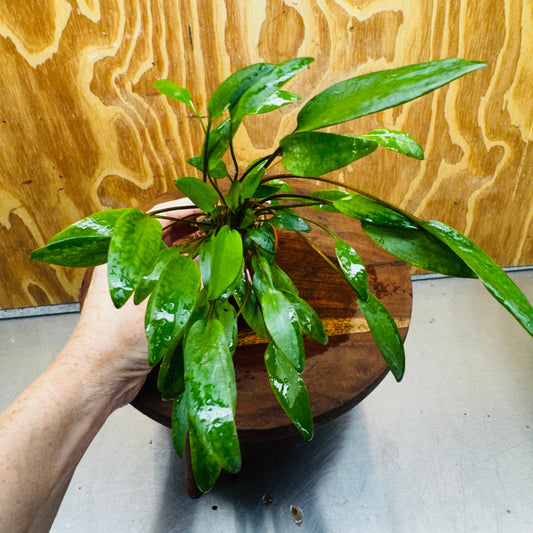 Scapeshop.com.au Vase Cryptocoryne Lutea Terracotta Vase Buy Aquarium Plants from our farm - Crypt Lutea Terracotta Vase