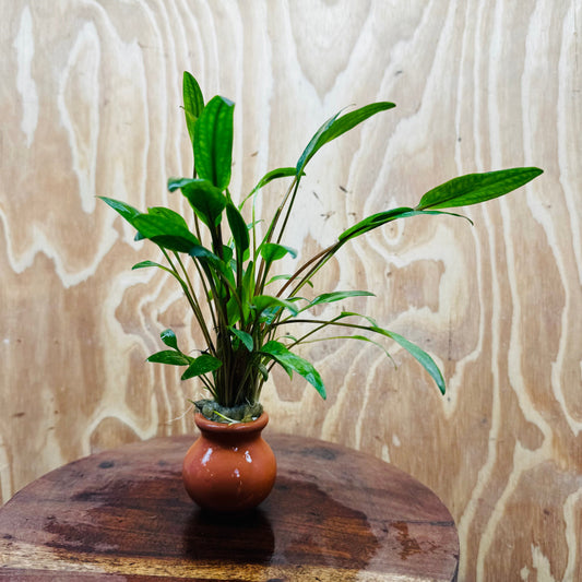 Scapeshop.com.au Vase Cryptocoryne Lutea Terracotta Vase Buy Aquarium Plants from our farm - Crypt Lutea Terracotta Vase