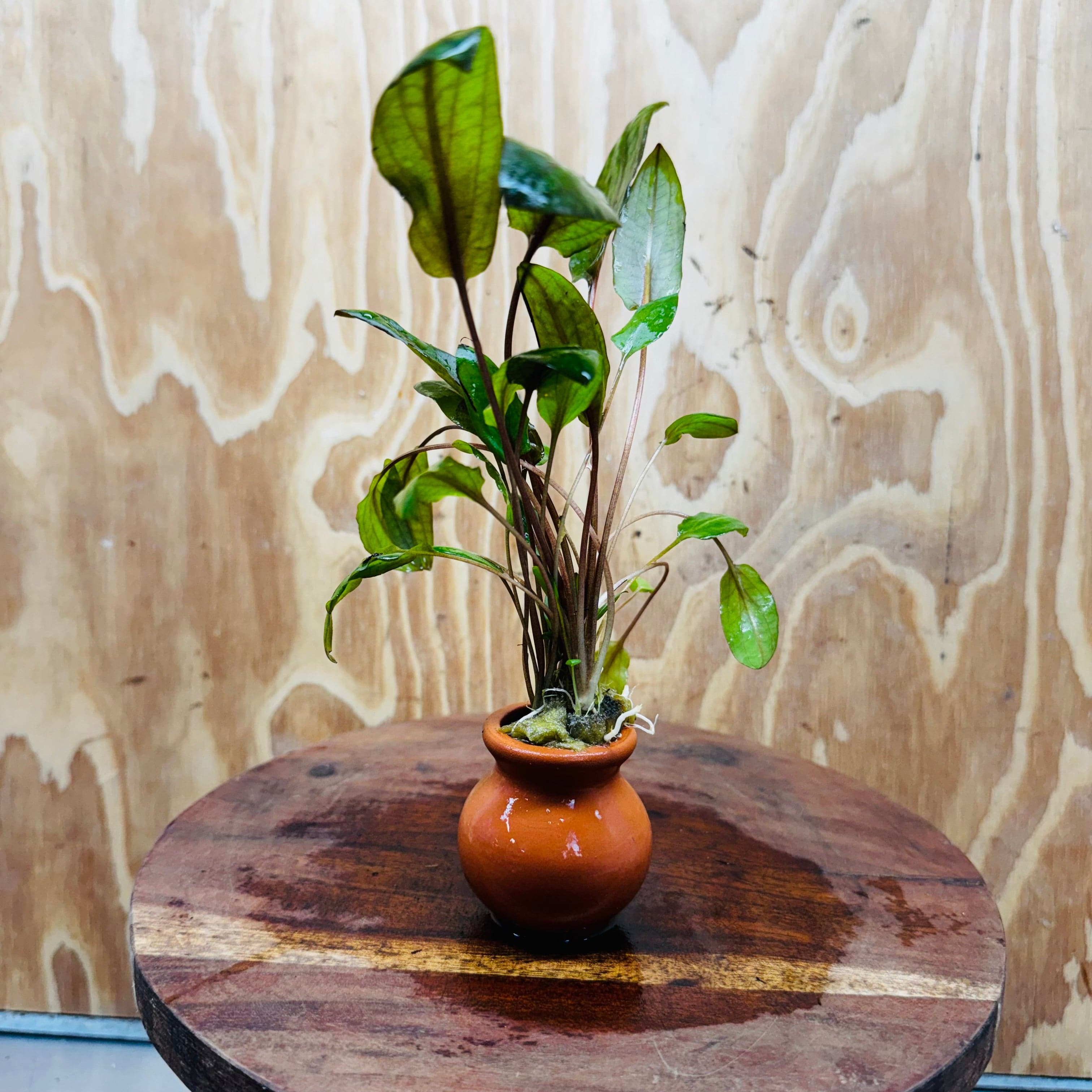 Scapeshop.com.au Vase Cryptocoryne Mi Oya Terracotta Vase Buy farm fresh Aquarium Plants Cryptocoryne Mi Oya Terracotta Vase