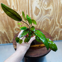 Scapeshop.com.au Vase Cryptocoryne Mi Oya Terracotta Vase Buy farm fresh Aquarium Plants Cryptocoryne Mi Oya Terracotta Vase