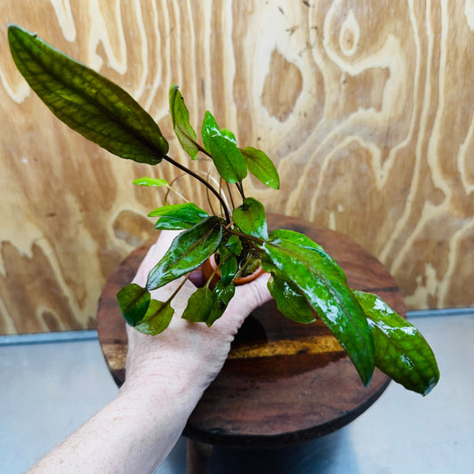 Scapeshop.com.au Vase Cryptocoryne Mi Oya Terracotta Vase Buy farm fresh Aquarium Plants Cryptocoryne Mi Oya Terracotta Vase