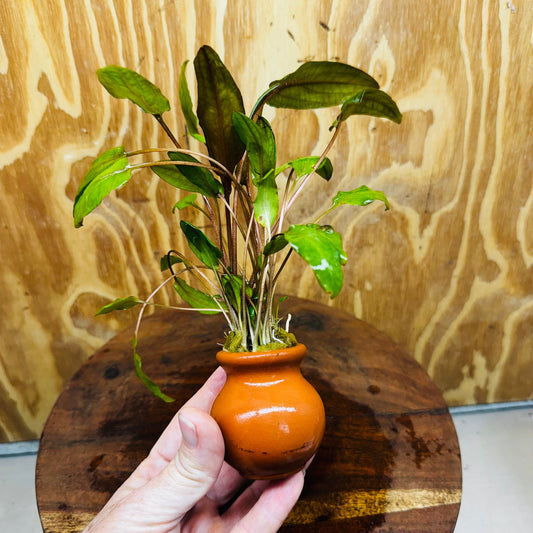 Scapeshop.com.au Vase Cryptocoryne Mi Oya Terracotta Vase Buy farm fresh Aquarium Plants Cryptocoryne Mi Oya Terracotta Vase