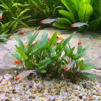 Scapeshop.com.au Vase Cryptocoryne Petchii Terracotta Vase Buy Crypt Petchii Terracotta Vase Aquarium Plant - Scapeshop Australia