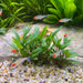 Scapeshop.com.au Vase Cryptocoryne Petchii Terracotta Vase Buy Crypt Petchii Terracotta Vase Aquarium Plant - Scapeshop Australia