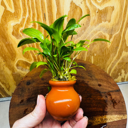 Scapeshop.com.au Vase Cryptocoryne Wendtii Broadleaf Terracotta Vase Buy farm fresh Aquarium Plants Crypt Wendtii Broadleaf Terracotta Vase