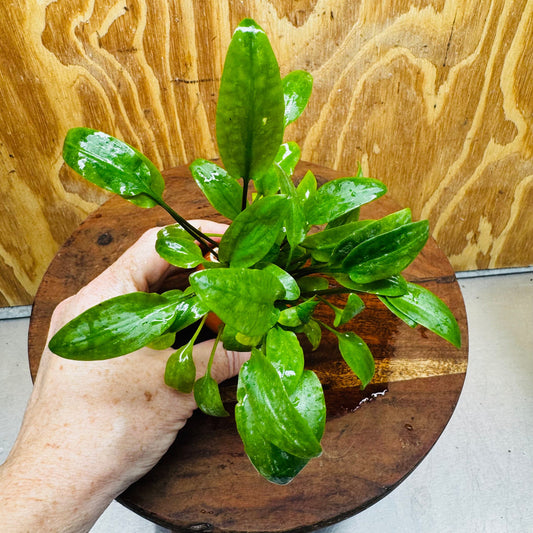Scapeshop.com.au Vase Cryptocoryne Wendtii Broadleaf Terracotta Vase Buy farm fresh Aquarium Plants Crypt Wendtii Broadleaf Terracotta Vase