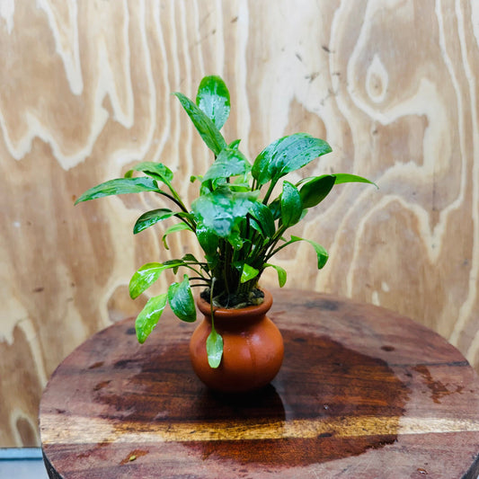 Scapeshop.com.au Vase Cryptocoryne Wendtii Broadleaf Terracotta Vase Buy farm fresh Aquarium Plants Crypt Wendtii Broadleaf Terracotta Vase