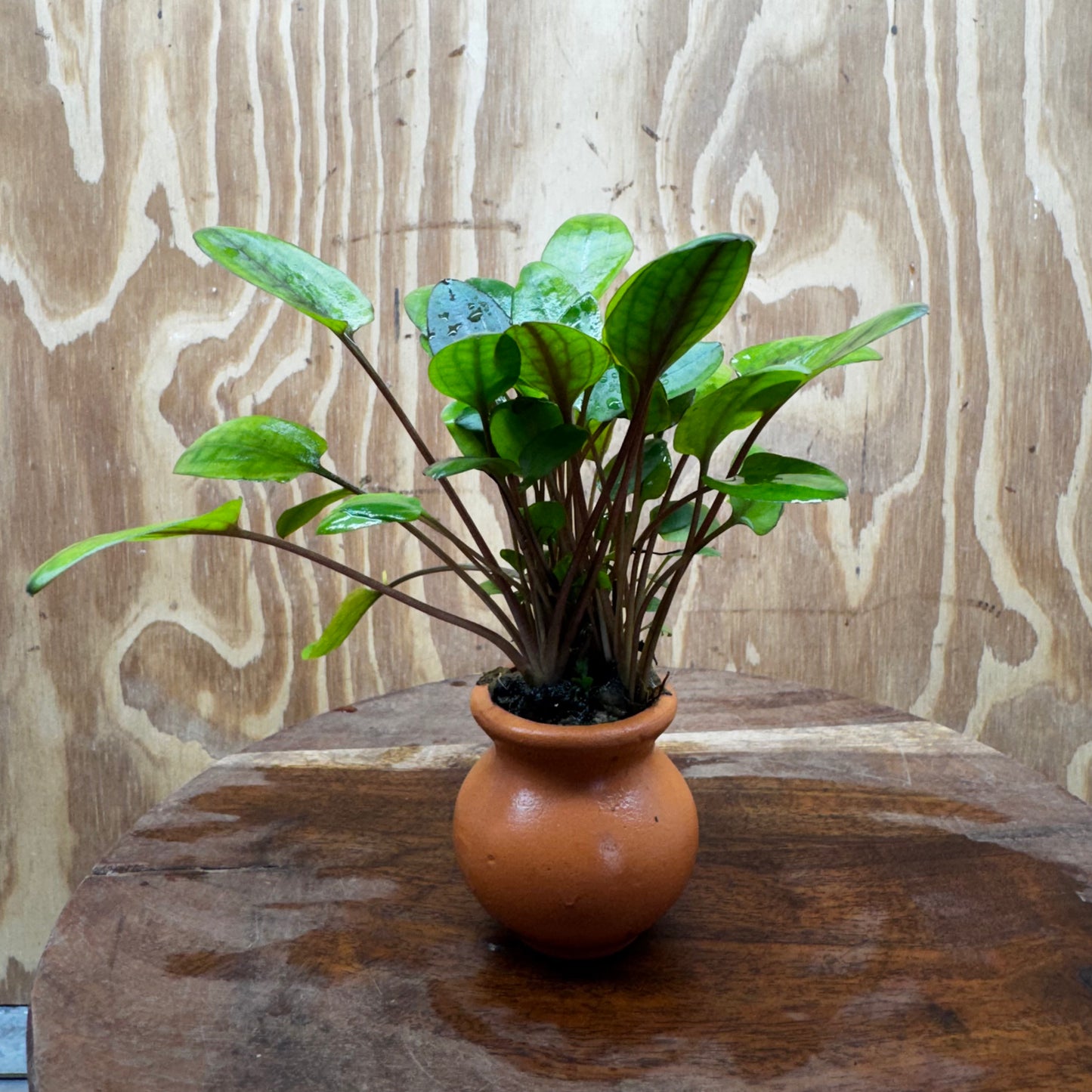 Scapeshop.com.au Vase Cryptocoryne Wendtii Broadleaf Terracotta Vase Buy farm fresh Aquarium Plants Crypt Wendtii Broadleaf Terracotta Vase