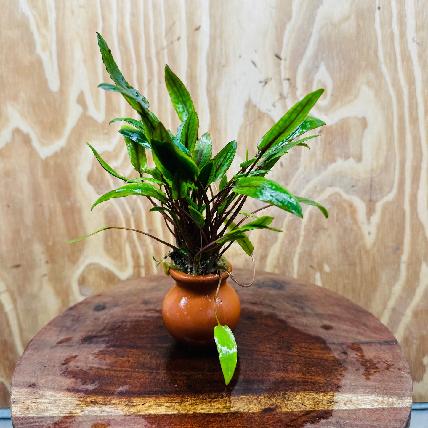 Scapeshop.com.au Vase Cryptocoryne Wendtii Tall Terracotta Vase Buy Aquarium Plants from our farm - Crypt Wendtii Tall Terracotta Vase