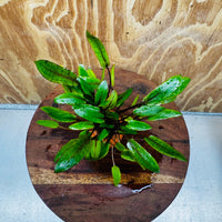 Scapeshop.com.au Vase Cryptocoryne Wendtii Tall Terracotta Vase Buy Aquarium Plants from our farm - Crypt Wendtii Tall Terracotta Vase
